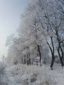 A breathtaking Winter Wonderland featuring Frosty Trees set in a serene landscape beauty photo