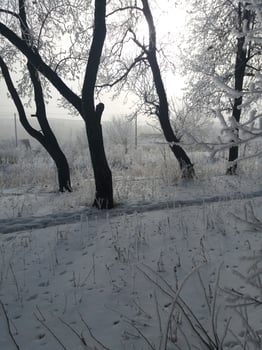 The peaceful Winter Wonderland features a stunning snowy landscape filled with bare trees photo
