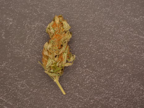Dry cannabis buds flower on a table photo