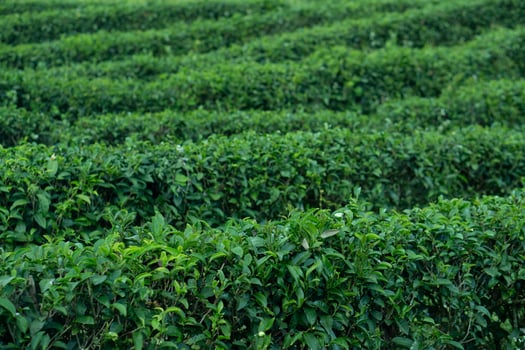 Rows of lush green plants of Tea. Possibly a tea or crop field, create a textured, repeating pattern across the landscape. photo