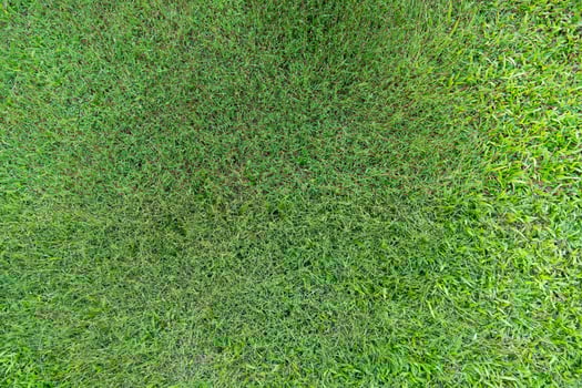 Patch of vibrant green grass. filling the frame with a soft natural texture. For backround and textured. photo