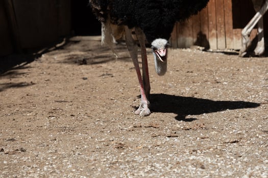 A large bird walking on a dirt road photo