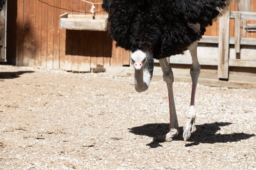 A large ostrich walking on a dirt road photo