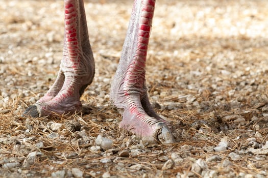 The legs of an ostrich are shown in a field photo