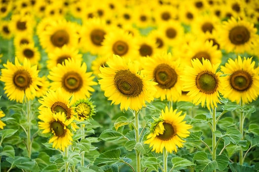 A Sunflower Field Captured in Perfect Detail, Highlighting the Brightness and Vivid Colors of Each Blooming Flower photo