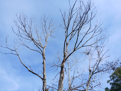 Dead tree dry branches photo
