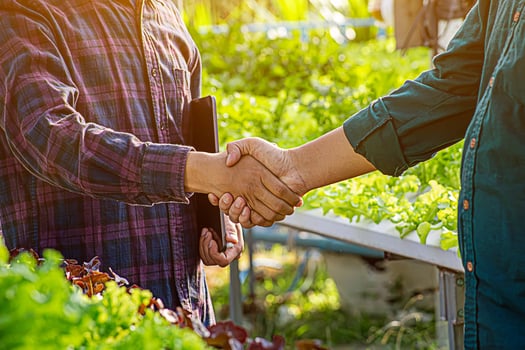 Hands shake after Farmer harvesting vegetable organic salad, lettuce from hydroponic farm to customers. photo