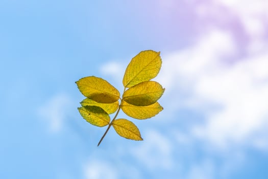 Autumn yellow leaves against light blue sky on sunny morning. 7 leaves. photo
