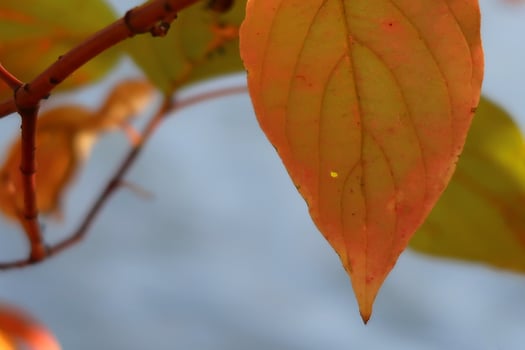 Autumn orange leaf closeup against blue sky photo