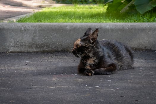 Black cat with beige spots is lying in the street and looking to the left photo