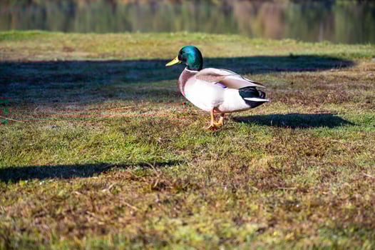 handsome male duck on green grass near the lake photo
