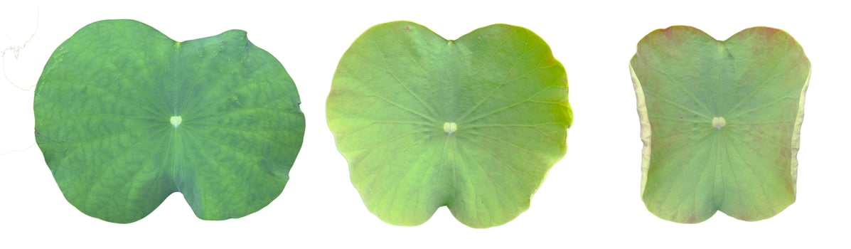 Cut out image of a lotus plant on a white background with clipping paths. Ideal for various design projects and educational purposes. photo