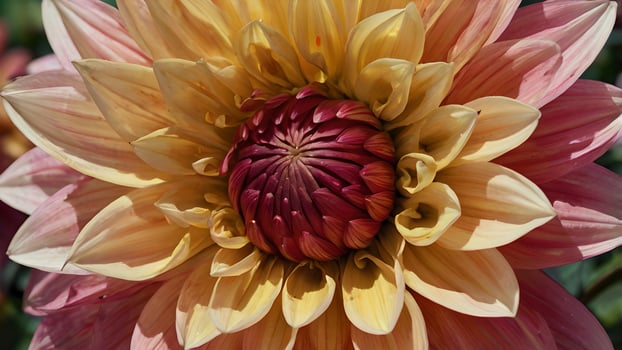 Stunning Dahlia Bloom in Vibrant Sunset Hues photo