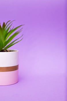 Vibrant green succulent in pink pot on purple background. photo
