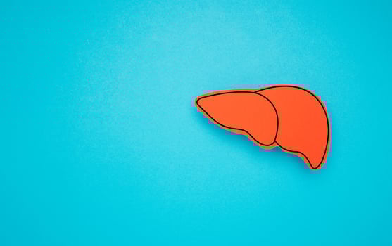 Liver shape symbol made of red paper over a light blue background photo