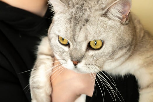 Cat Holding Person Arm Closeup, Indoor, Petting photo