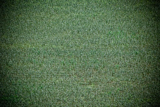 Green cultivated field, top view photo