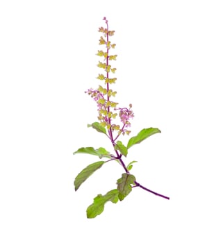 Basil flower isolated on white background photo