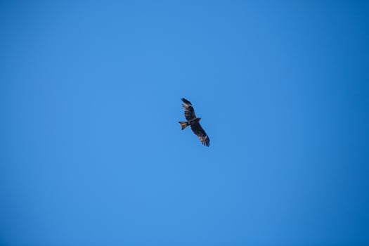 A bird of prey with a large wingspan soars, flies in the air, against the background of a blue sky photo