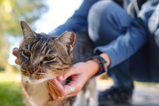 Street cats of Turkey country, woman pets cat photo