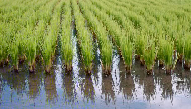 rows of vibrant young rice plants reflecting in still water of a lush paddy field under clear sky photo