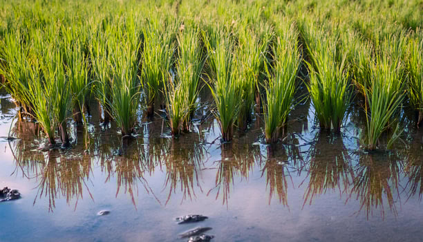 rows of young green rice plants reflecting in clear water of a tranquil paddy field during cultivation season photo