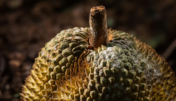 macro view of a shriveled jackfruit with mold patches and dried skin on a natural background photo
