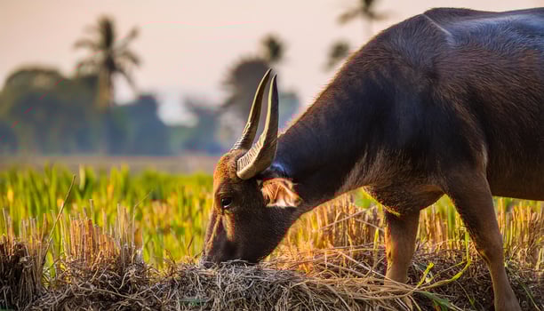 water buffalo grazing in a rice paddy field during sunset showcasing rural farming landscape and natural beauty photo
