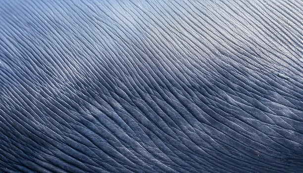macro view of whale skin with rippled texture and smooth surface in natural lighting photo