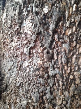 A close-up of a tree bark with a rough, weathered surface showing patterns of decay and natural textures. It highlights the intricate details of the wood's erosion and organic structure. photo