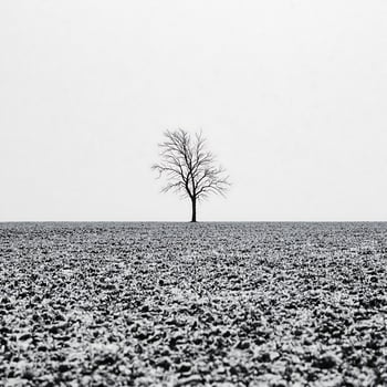 Minimalist Winter Scene - A Lone Tree in a Snowy Field photo