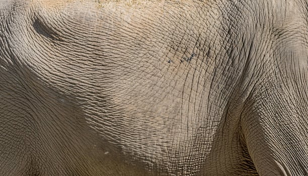 close-up of elephant skin highlighting thick wrinkled texture and natural patterns with subtle cracks photo