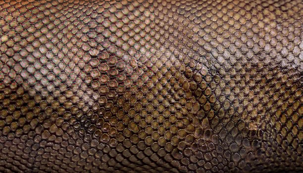 close-up of lizard skin featuring detailed overlapping scales with rich brown tones and natural patterns photo