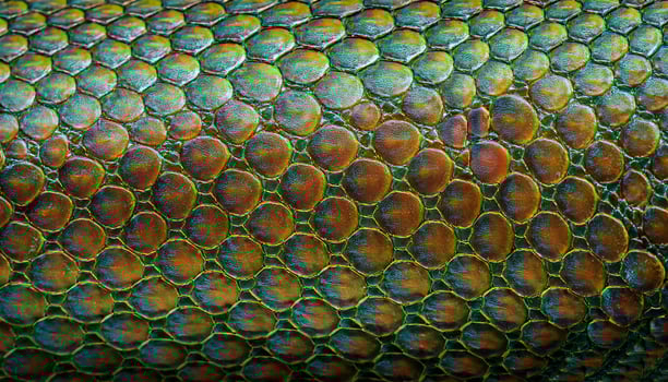 close-up of vibrant green and orange lizard skin featuring overlapping scales with iridescent textures and natural patterns photo