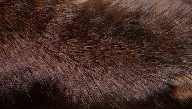 close-up of mink fur, showcasing its short, shiny, and dense texture with rich brown hues for natural and luxurious patterns photo