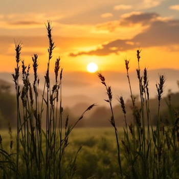 Sunrise Over Misty Field with Grasses photo