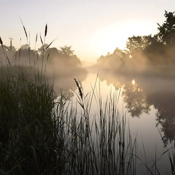 Riverside at Dawn with Mist and Tall Grasses photo