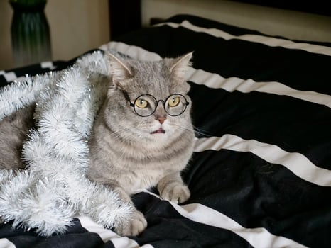 Scottish straight cat celebrates holiday eve Happy New Year 2025 and Merry Christmas , pet in glasses at home photo