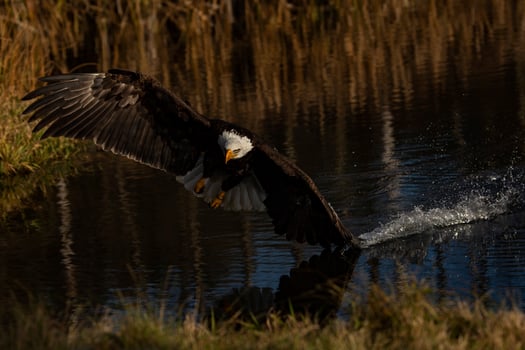 Bald Eagle Flying over Water photo