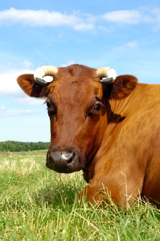 Cow face on green grass photo