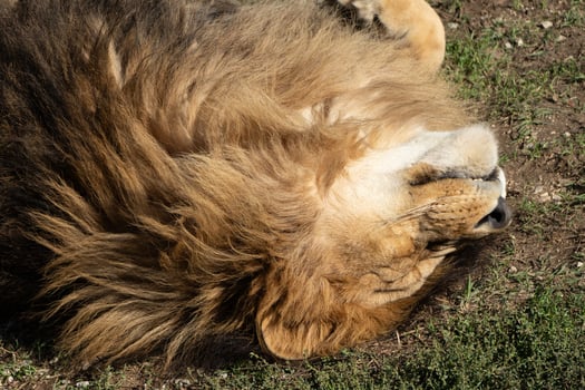 Lion Sleeping Grass Closeup - A large male lion lies on its back, resting on the grass. The focus is on the lion's face and mane. photo