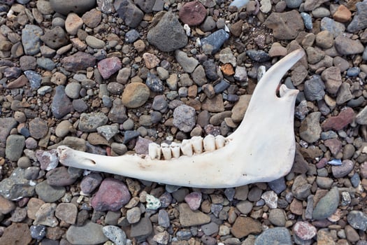 Animal jaw bone photo