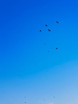 Carrion Crow is elegantly flying against a vibrant blue sky. Its bright black feathers sparkle in the sunlight, displaying majestic wings and dynamic movement against the backdrop of the clear sky photo