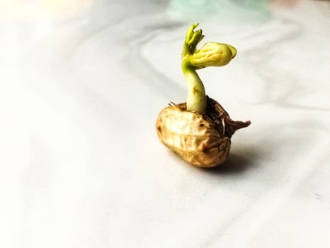 Defocused and noise image of young peanut plants are developed photo