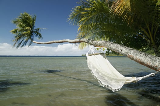 A hammock hanging from a tree photo