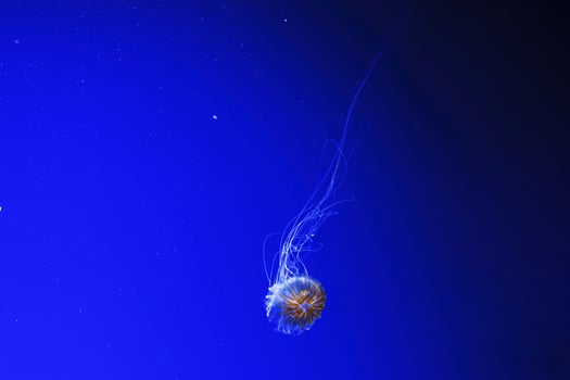 macro photography underwater northern sea nettle or brown jellyfish jellyfish photo