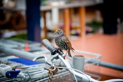 varied starling seated on a bicycle handle bar photo