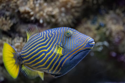 Balistapus undulatus, the orange lined triggerfish is a demersal triggerfish photo
