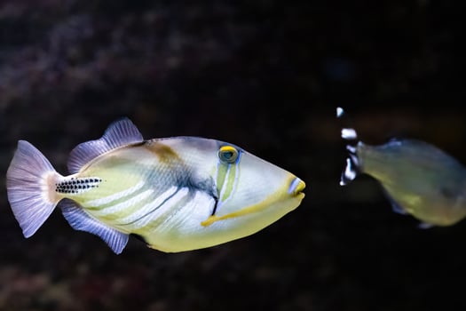 The lagoon triggerfish, Rhinecanthus aculeatus, live on flat areas of the reef photo