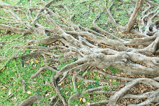 Intricate tree roots sprawling across green grass, showcasing nature beauty and complexity. roots intertwine with fallen leaves, creating natural tapestry photo